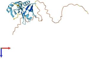 SFRS9 Protein (AA 1-221) (His tag)