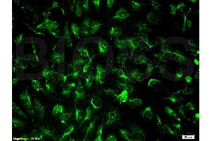 Immunofluorescence (IF) image for anti-Platelet/endothelial Cell Adhesion Molecule (PECAM1) (AA 601-680) antibody (ABIN669006)