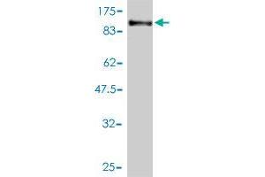 Western Blot detection against Immunogen (111. (PCDHB16 antibody  (AA 1-776))