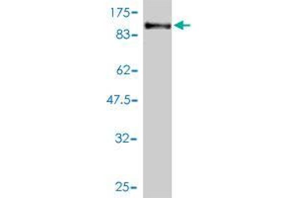 PCDHB16 antibody  (AA 1-776)