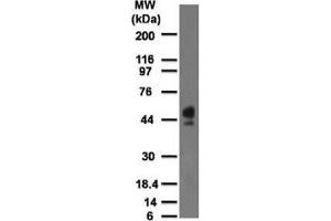 Western blot testing of human spleen lysate with CD63 antibody at 2 ug/ml. (CD63 antibody)