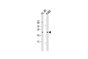 All lanes : Anti-GTSF1 Antibody (Center) at 1:1000 dilution Lane 1: HL-60 whole cell lysate Lane 2: K562 whole cell lysate Lysates/proteins at 20 μg per lane. (GTSF1 antibody  (AA 37-66))