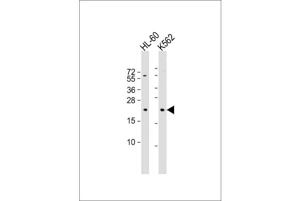 GTSF1 antibody  (AA 37-66)