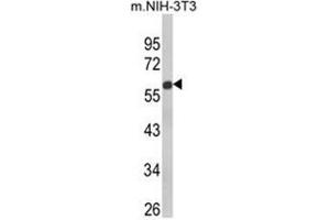 Western blot analysis of GDF10 Antibody (Center) in NIH-3T3 cell line lysates (35ug/lane).