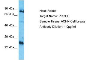 Host: Rabbit Target Name: PIK3CB Sample Type: ACHN Whole Cell lysates Antibody Dilution: 1. (PIK3CB antibody  (N-Term))