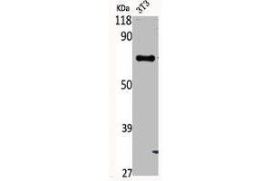 Western Blot analysis of NIH-3T3 cells using Phospho-Syk (Y348) Polyclonal Antibody (SYK antibody  (pTyr348))