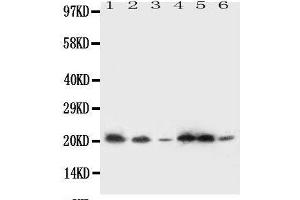 Western Blotting (WB) image for anti-Signal Sequence Receptor gamma (SSRg) (AA 8-23), (N-Term) antibody (ABIN3044181) (SSR3 antibody  (N-Term))