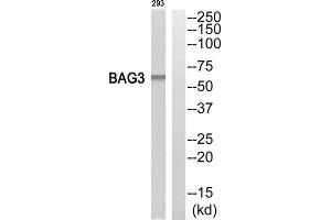 Western blot analysis of extracts from 293 cells, using BAG3 antibody. (BAG3 antibody  (Internal Region))