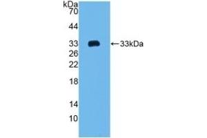 Western Blotting (WB) image for anti-Collagen, Type I, alpha 2 (COL1A2) (AA 1109-1372) antibody (ABIN7442342)
