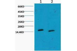 Western Blot (WB) analysis of HeLa, diluted at 1) 1:1000, 2) 1:3000. (Histone 3 antibody  (H3K79me))