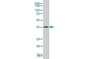 GBX2 monoclonal antibody (M01), clone 2A4. (GBX2 antibody  (AA 114-182))