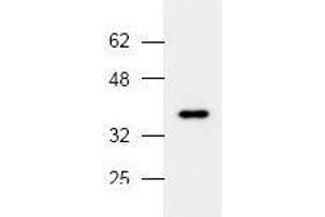 Image no. 1 for anti-Mitogen-Activated Protein Kinase 14 (MAPK14) (N-Term) antibody (ABIN127010)