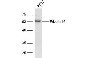 K562 cell lysates probed with Rabbit Anti-Frizzled 5/8 Polyclonal Antibody, Unconjugated  at 1:500 for 90 min at 37˚C. (Frizzled5/8 antibody  (AA 51-150))