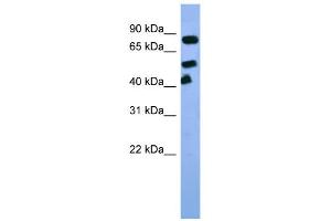 WB Suggested Anti-Arnt Antibody Titration:  0. (ARNT antibody  (C-Term))