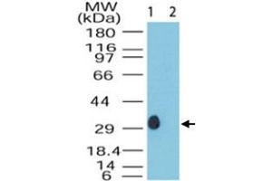Western blot analysis of DUSP13 in human skeletal muscle lysate in the 1) absence and 2) presence of immunizing peptide. (DUSP13 antibody  (AA 150-200))