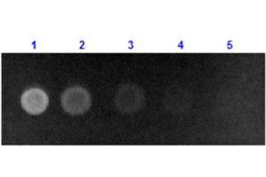 Dot Blot results of Rabbit Anti-Human Serum Albumin Antibody Fluorescein Conjugate. (Albumin antibody  (FITC))