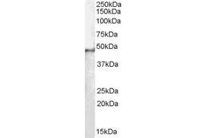 ABIN2559896 staining (0. (SF3B4 antibody  (N-Term))