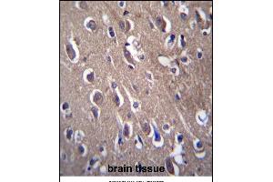 PON2 Antibody (N-term) (ABIN656876 and ABIN2846077) immunohistochemistry analysis in formalin fixed and paraffin embedded human brain tissue followed by peroxidase conjugation of the secondary antibody and DAB staining.