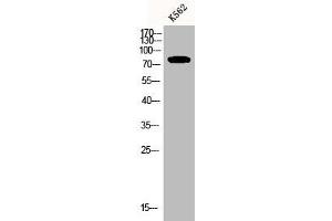 Western Blot analysis of K562 cells using CNG-2 Polyclonal Antibody (CNGA2 antibody  (Internal Region))