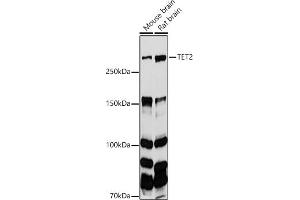 TET2 antibody  (AA 1833-2002)