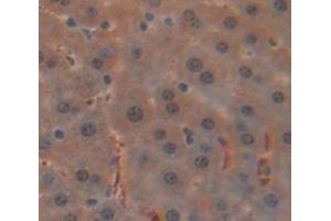 IHC-P analysis of Mouse Tissue, with DAB staining. (Glucocorticoid Receptor antibody  (AA 622-755))