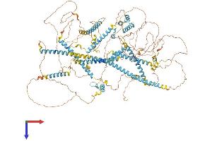 Centrosome and Spindle Pole Associated Protein 1 (Cspp1) (AA 1-1256) protein (His tag)
