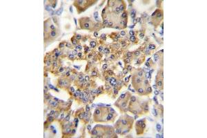 GIPR Antibody (N-term) A immunohistochemistry analysis in formalin fixed and paraffin embedded human pancreas tissue followed by peroxidase conjugation of the secondary antibody and DAB staining. (GIPR antibody  (N-Term))