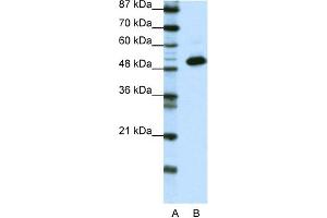 WB Suggested Anti-TADA3L Antibody Titration:  0. (TADA3L antibody  (N-Term))