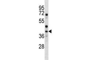 WNT6 antibody western blot analysis in HepG2 lysate (WNT6 antibody  (AA 173-201))