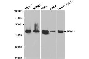 Western blot analysis of extracts of various cell lines, using RRM2 antibody (ABIN5973030) at 1/1000 dilution. (RRM2 antibody)
