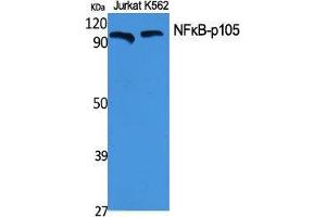 Western Blot (WB) analysis of specific cells using NFkappaB-p105 Polyclonal Antibody. (NFKB1 antibody  (Thr145))