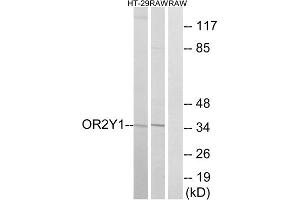 Western blot analysis of extracts from HT-29 cells and RAW264. (OR2Y1 antibody  (Internal Region))