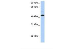 Image no. 1 for anti-Ectodysplasin A Receptor (EDAR) (AA 290-339) antibody (ABIN6738597)