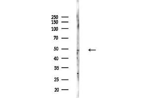Western blot analysis of lysates from Mouse lung, using Phospho-IRF9 (Ser139) Antibody at 1/1000 dilution.