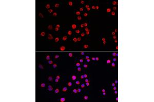 Immunofluorescence analysis of Neuro-2a cells using PTPN5 Rabbit pAb (ABIN7269705) at dilution of 1:150 (40x lens). (PTPN5 antibody  (AA 360-490))