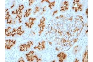 Formalin-fixed, paraffin-embedded human kidney stained with CD10 Mouse Monoclonal Antibody (MME/1893). (MME antibody  (AA 297-483))