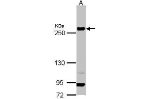 WB Image Sample (30 ug of whole cell lysate) A: H1299 5% SDS PAGE antibody diluted at 1:1000 (Laminin beta 1 antibody  (C-Term))