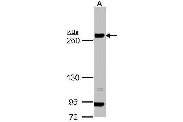 Laminin beta 1 antibody  (C-Term)