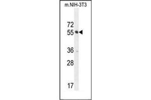 Western blot analysis of CTDSPL2 Antibody (N-term) in Mouse NIH-3T3 cell line lysates (35ug/lane). (CTDSPL2 antibody  (N-Term))