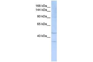 WB Suggested Anti-SIGLEC7 Antibody Titration:  0.