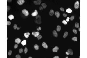 Immunofluorescent staining of HeLa (ATCC CCL-2) cells. (MCM6 antibody  (AA 670-792))