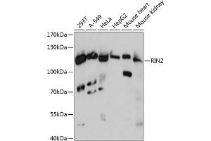 Western blot analysis of extracts of various cell lines, using RIN2 antibody (ABIN6128672, ABIN6146954, ABIN6146955 and ABIN6217921) at 1:3000 dilution. (RIN2 antibody  (AA 596-895))