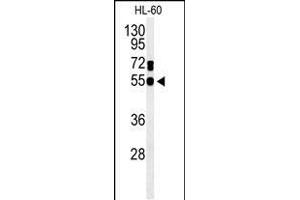 Western blot analysis of GDA Antibody (N-term) (ABIN653665 and ABIN2842999) in HL-60 cell line lysates (35 μg/lane). (GDA antibody  (N-Term))