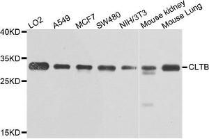 Western blot analysis of extracts of various cells, using CLTB antibody.