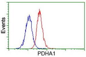 Image no. 2 for anti-Pyruvate Dehydrogenase (Lipoamide) alpha 1 (PDHA1) antibody (ABIN1500104) (PDHA1 antibody)