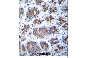 T Antibody (Center) (ABIN656855 and ABIN2846060) immunohistochemistry analysis in formalin fixed and paraffin embedded human stomach tissue followed by peroxidase conjugation of the secondary antibody and DAB staining. (Transmembrane Protein 18 (TMM18) (AA 63-90) antibody)
