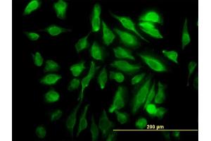 Immunofluorescence (IF) image for anti-SH3 Domain Containing 19 (SH3D19) (AA 94-203) antibody (ABIN566879)