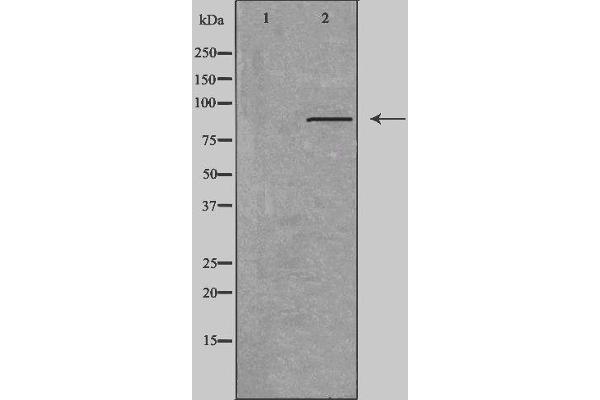 P-Cadherin antibody  (N-Term)