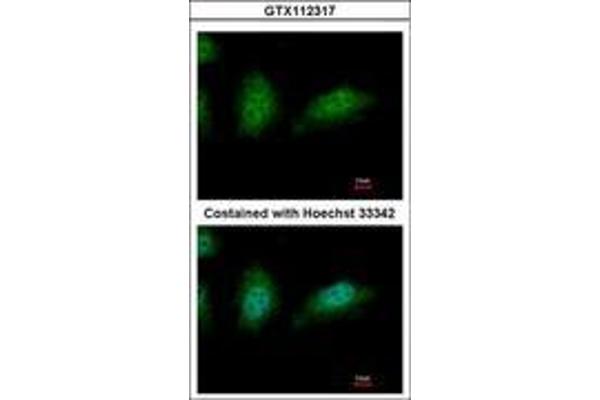 ZNHIT2 antibody  (AA 1-273)