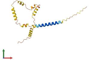 AlphaFold protein structure predicition of Human Recombinant FAM74A3 Protein, UniprotID Q4VXF1 (FAM74A3 Protein (AA 1-159) (His tag))